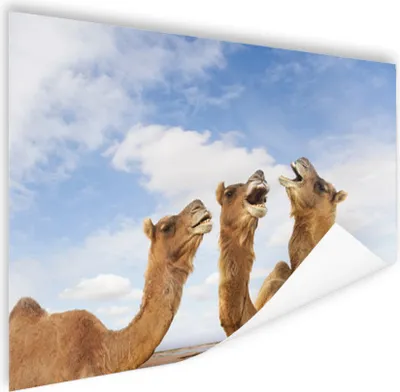 Produktbild von MuchoWow® Poster Kamele in Indien 120x90 cm - Wandbild