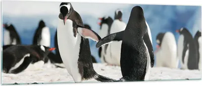 Produktbild von Bilder auf glas - Pinguine Winter Natur Schnee - 140x50cm - Glasbilder - Wandbilder - Kunstdruck - zum Aufhängen bereit - Wanddekoration aus Glas - Glas Bilder - Wandbild auf Glas - GAB140x50-2974