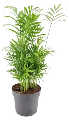 Obrázok produktu pre Gardners Chamaedorea elegans, priemer 17 cm