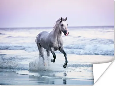 Produktbild von MuchoWow® Poster Pferd - Meer - Pastell 40x30 cm - Plakate für die Wände - Poster Wohnzimmer