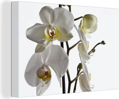 Produktbild von OneMillionCanvasses® - Leinwandbilder - 150x100 cm, Weiße Mottenorchidee, Wandbilder Kunstdruck Wanddekoration - Foto auf Leinwand - Gemälde auf Holzrahmen