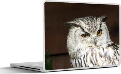 Produktbild von MuchoWow® Laptop Aufkleber Sticker Cover Braune Eule nickt 40x30 cm - Laptop Dekoration - Selbstklebend
