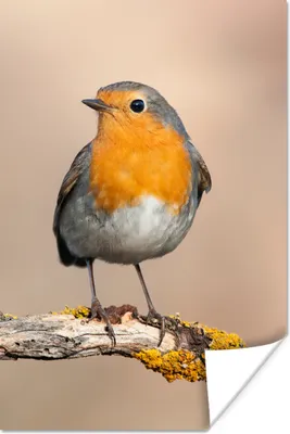Produktbild von MuchoWow® Poster Rotkehlchen - Vogel - Zweig - Tiere 40x60 cm - Plakate für die Wand - Poster Babyzimmer