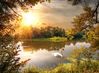 Produktbild von Fototapete Vlies 181006 Swan on the Pond 7-tlg. 350 x 260 cm
