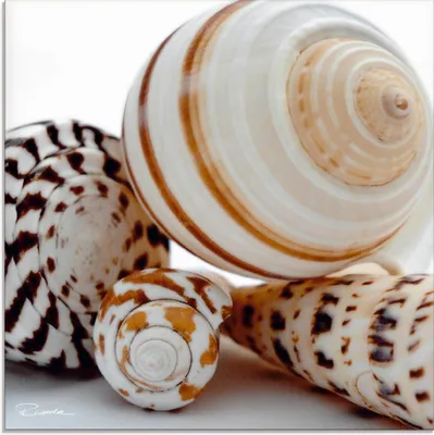 Produktbild von ARTland Glasbild Muschelkomposition III Größe: 40x40 cm