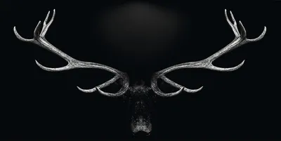 Produktbild von Giclée Leinwandbild Grey Deer Head 120x60 cm