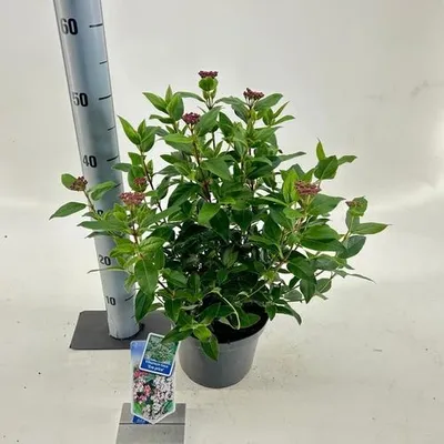 Produktbild von Viburnum tinus ‘Eve Price’ - Lorbeer-Schneeball | 30-40 cm im Topf