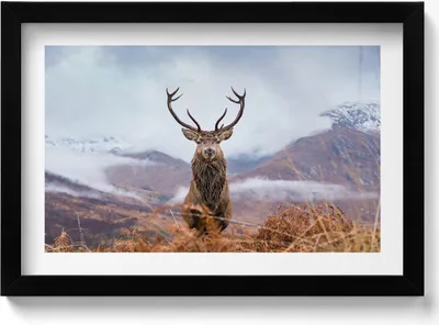 Produktbild von Hirsche auf einer Bergwiese– Wandbild mit Rahmen – Gerahmtes Bild  – Wanddekoration – 30x20 cm –  Schwarz Rahmen