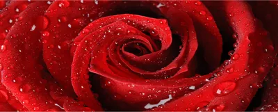 Produktbild von Tulup® Glas-Bild Wandbild aus Glas - 125x50 - Wandkunst - Wandbild hinter gehärtetem Sicherheitsglas - Dekorative Wand für Küche & Wohnzimmer  - Blumen & Pflanzen - Tropfen auf Rose - Rot