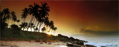 Produktbild von Wallario Poster - Sri Lanka - Palmenstrand mit Sonnenuntergang, Kunstdruck Größe: 50 x 125 cm