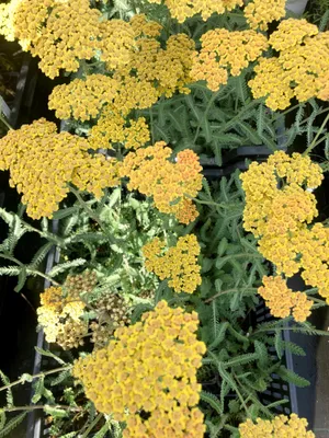 Immagine prodotto di 6 x Achillea 'Terracotta' - Schafgarbe im topf 9 x 9 cm