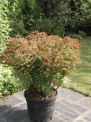 Image de 6 x Euphorbia hybr. 'Red Wing'® ('charam'®) - euphorbe - pot 9 x 9 cm