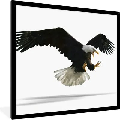 Produktbild von MuchoWow® Gerahmtes Poster Adler - Vogel - Weiß 40x40 cm - Poster mit Schwarzem Bilderrahmen Wandposter Rahmen Foto Bilder - Mit Rahmen - Wanddekoration Schlafzimmer
