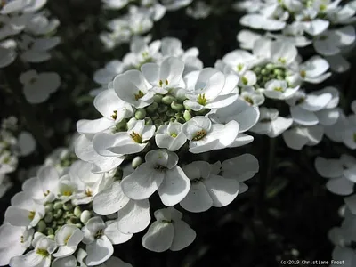 Produktbild von 6 x Schleifenblume Fischbeck, Polsterstaude, immergrün -Tb 9