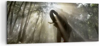 Produktbild von Bild auf Leinwand - Leinwandbild - Elefant Dschungel  - 120x50cm - Wand Bild - Wanddeko - Leinwanddruck - Bilder - Kunstdruck - Wanddekoration - Leinwand bilder - Wandkunst - AB120x50-3835