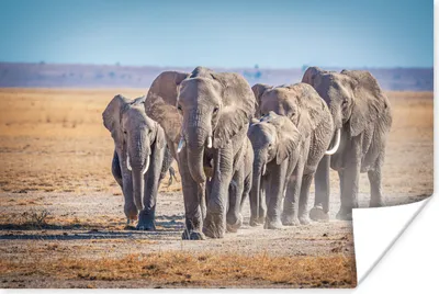Produktbild von MuchoWow® Poster Elefant - Sand - Afrika 180x120 cm - Fotoplakat