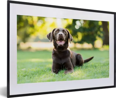 Produktbild von MuchoWow® MuchoWow® Gerahmtes Poster Ein Labrador Retriever liegt im Gras 60x40 cm - Poster mit zchwarzem Bilderrahmen - Schlafzimmer - Plakat in Rahmen - Drucken