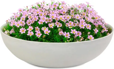 Image de Jardinières pour l'extérieur Jardinières décoratives rondes beige gris 30 cm