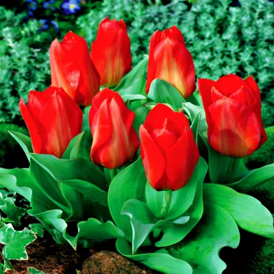 Produktbild von Tulpen Blumenzwiebeln Zwiebeln Blumen Fosteriana-Tulpe Princeps 5 St.