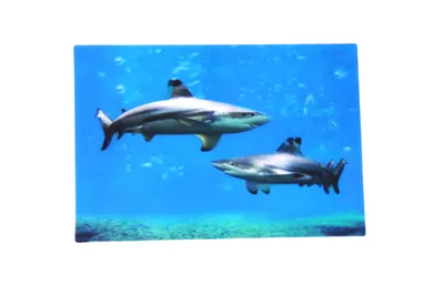 Produktbild von 3 D Ansichtskarte Schwarzspitzenhaie, Haie, Fische Meerstiere Ozean Postkarte Wackelkarte Hologrammkarte Tiere