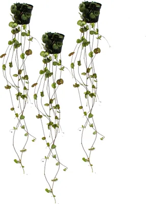 Produktbild von 3er Set Ceropegia woodii, Leuchterblume