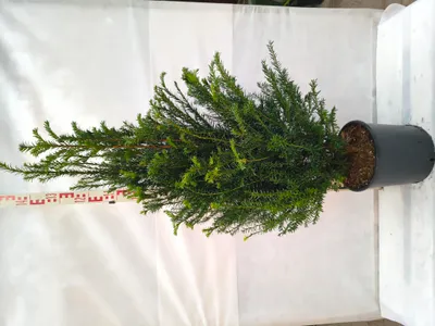 Produktbild von Taxus baccata 130–170 cm Eibe immergrün winterhart Heckenpflanze Formschnitt