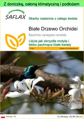 Zdjęcie produktu dla SAFLAX - Garden to go - Białe Drzewo Orchidei - 5 Nasiona - Z doniczką, pokrywą klimatyczną i podłożem do uprawy - Bauhinia variegata candida