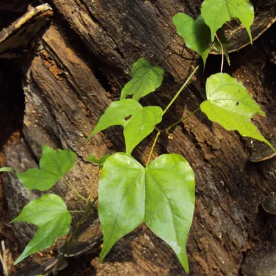 Zdjęcie produktu dla Pnącze orchideowe (Lasiobema scandens)  – 5 nasion
