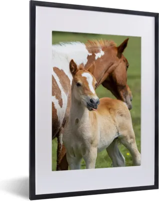 Produktbild von MuchoWow® MuchoWow® Gerahmtes Poster Pferde - Fohlen - Gras 30x40 cm - Poster mit zchwarzem Bilderrahmen - Wandposter Schlafzimmer