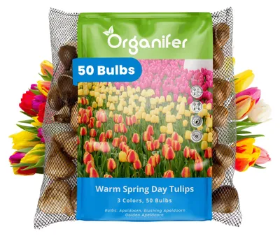Obrázok produktu pre Tulipánové Cibule - 50 Kvetinových Cibúľ - Teplý Jarný Deň - Apeldoorn Mix Žltá Oranžová Červená - Organifer