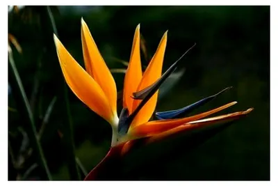 Produktbild von Strelitzia Nicolai Paradiesvogelblume 5 Samen