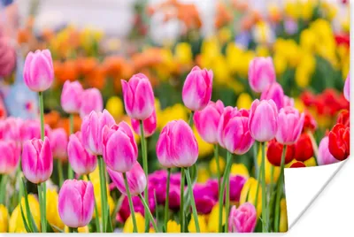 Produktbild von MuchoWow® Poster Tulpen - Farben - Frühling 60x40 cm - Schlafzimmerdekoration