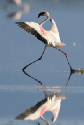 Produktbild von 3 D Ansichtskarte Zwergflamingo, Postkarte Wackelkarte Hologrammkarte, Tier Vogel Flamingo