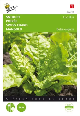 Produktbild von Mangold Lucullus | Mangoldsamen von Buzzy Seeds