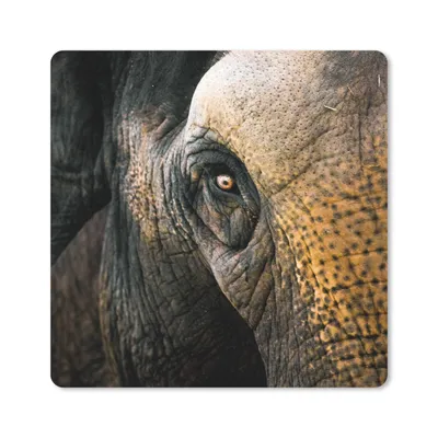 Produktbild von MuchoWow® Mauspad Mousepad Elefant - Nahaufnahme - Tiere - Natur 20x20 cm - Mousepads - Maus Mat - Pad - Mausunterlage - Desk Mat - Bureauartikeln