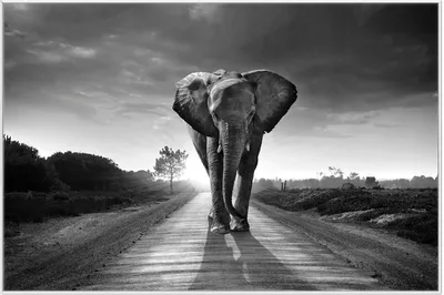 Produktbild von Wallario Wandbild Elefant bei Sonnenaufgang in Afrika schwarzweiß, Größe: 61 x 91,50 cm, Poster mit weißem Aluminiumrahmen