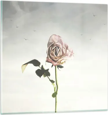 Produktbild von Bilder auf glas - Einteilig - Rose Vögel Himmel - 60x60cm - Glasbilder - Wandbilder - Bilder - zum Aufhängen bereit - Wanddekoration aus Glas - Glas Bilder - Wandbild auf Glas - GAC60x60-4509