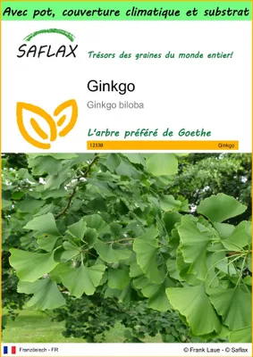 Image de SAFLAX Garden to go - Ginkgo - 4 graines - Ginkgo