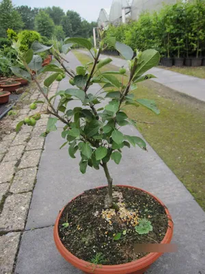 Produktbild von Malus Evereste Bonsai - Zierapfel Evereste Bonsai