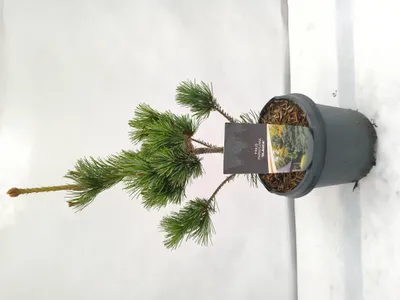 Produktbild von Pinus parviflora 'Glauca' 50–60 cm Japanische Weißkiefer winterhart blaugrün