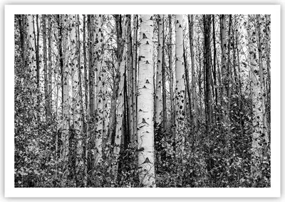 Produktbild von Poster - Poster ohne Rahmen - Birken Wald Monochrom - 100x70 cm - Wand Bild - Wanddeko - Wandbilder - Kunstposter - Wandposter - Bilder - Kunstdruck - Wanddekoration - Wandbild - P2XAA100x70-4643