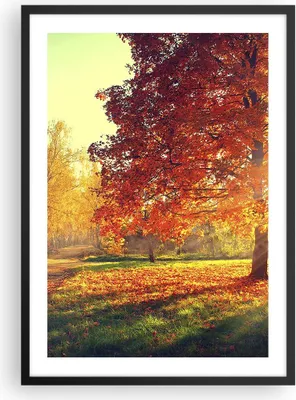 Produktbild von Gerahmtes Poster - Schwarzer Rahmen - Park Herbst Baum - 50x70 cm - Wand Bild - Wanddeko - Wandbilder - Kunstposter - Wandposter - Bilderrahmen - Bilder - Kunstdruck - Wandbild - P2BPA50x70-3654