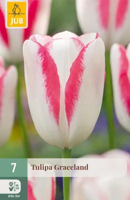 Productafbeelding van Tulipa Graceland bloembol JUB 7 stuks
