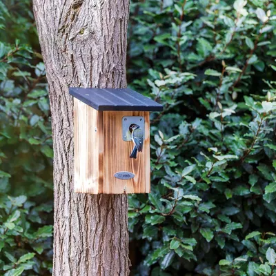 Produktbild von CJ Wildlife Nistkasten - Beaumont 28 mm - Holz (FSC) - für Blau-, Sumpf- und Weidenmeisen - Mit Schutz-Tunnel, Belüftung/Drainage, Schwarz/Braun