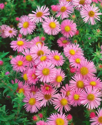 Produktbild von Aster novae-angliae 'Rosa Sieger', Herbstaster, rosa, ca. 11x11 cm Topf