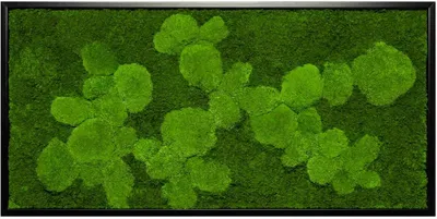 Produktbild von Moosbild 110x55cm 50% Flachmoos/ 50%Kugelmoos (schwarz)