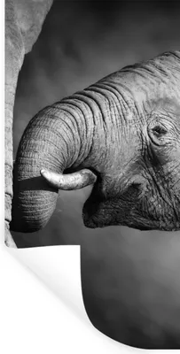 Produktbild von MuchoWow® Wandtattoo Wandsticker Wandaufkleber Wildtiere - Elefant - Schwarz - Weiß - Porträt 60x120 cm Selbstklebend und Repositionierbar - Selbstklebend - Fototapeten