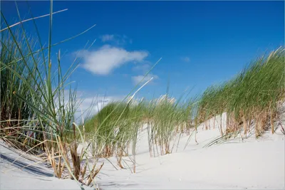 Produktbild von Wallario selbstklebendes Poster - Düne am Strand unter blauem Himmel, Größe: 61 x 91,50 cm