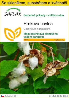Obrázek produktu pro SAFLAX Kultivační sada - hrnková bavlna - Gossypium herbaceum - 12 Semena - S mini skleníkem, pěstebním substrátem a 2 květináči