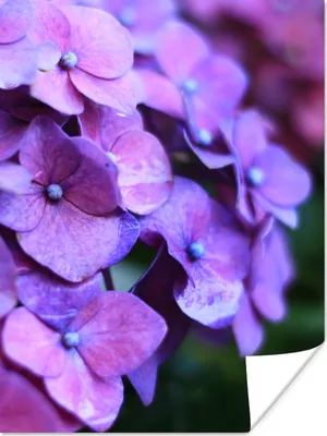 Produktbild von MuchoWow® Poster Blumen - Lila - Hortensie - Natur - Blütenblätter 120x160 cm - Wandbilder